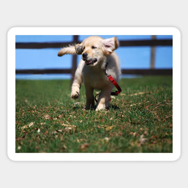 "Golden Retriever Puppy On The Run..." Sticker by LaurieMinor